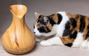 The main danger posed to cats by essential oils is respiratory irritation.